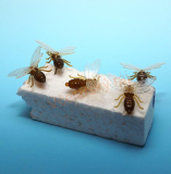 H0001 - Špendlík včelka